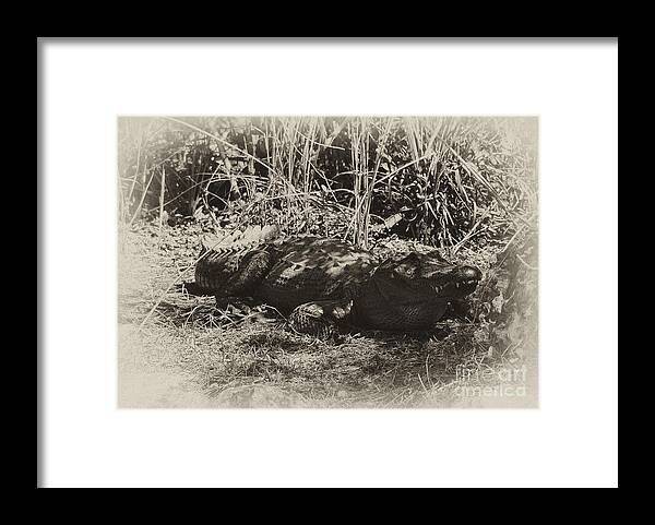 Alligator Framed Print featuring the photograph Alligator Looking at lunch by Wilma Birdwell