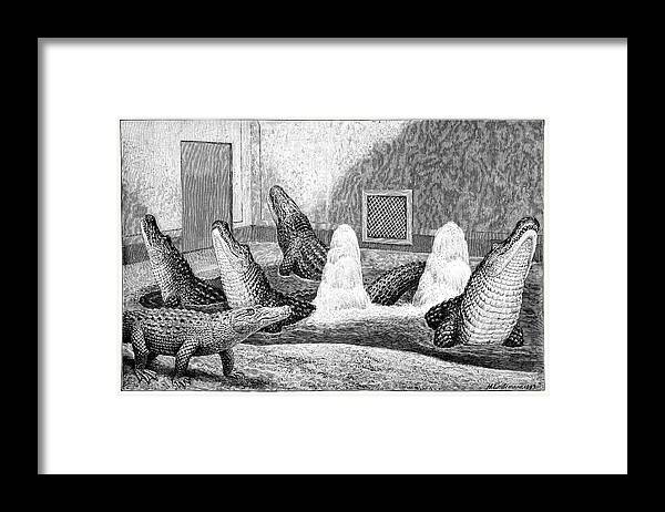 American Alligator Framed Print featuring the photograph Alligators In Captivity by Science Photo Library