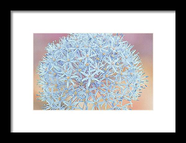 Allium Framed Print featuring the digital art Allium Bursting by Susan McMenamin