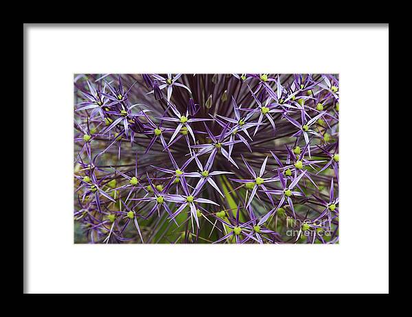 Allium Framed Print featuring the photograph Allium Christophii Flower Pattern by Tim Gainey