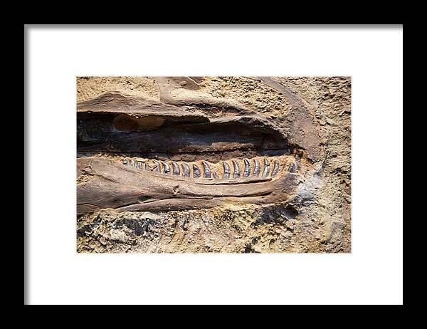 1 Framed Print featuring the photograph Allosaurus Fossil Jaws by Jim West