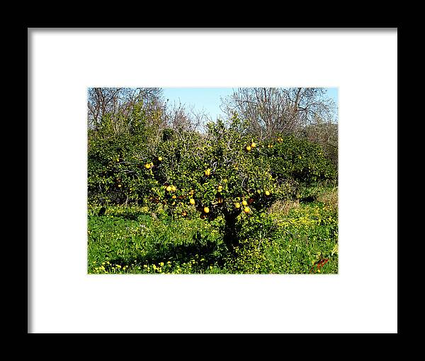 Colette Framed Print featuring the photograph Almanzora Mountain Lemons Winther Spain by Colette V Hera Guggenheim