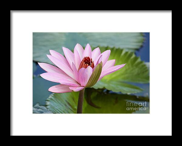 Landscape Framed Print featuring the photograph Almost in Full Bloom by Sabrina L Ryan