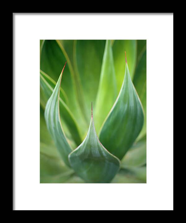 Sharp Framed Print featuring the photograph Aloe Vera Plant by Peter Starman