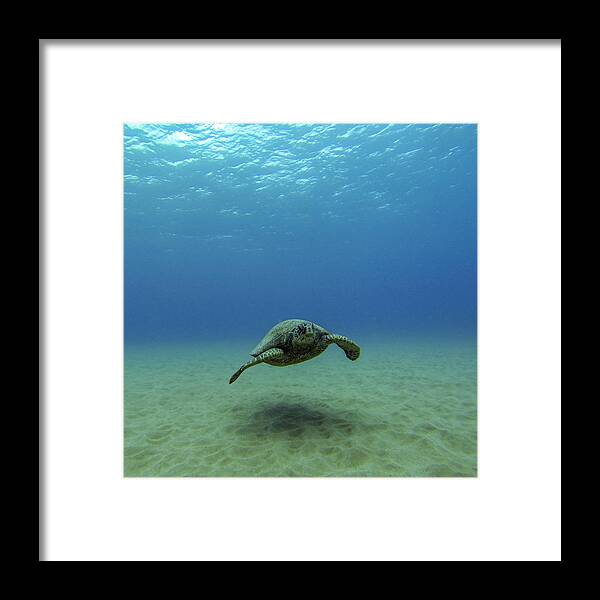Turtle Framed Print featuring the photograph Alone at Sea by Brad Scott