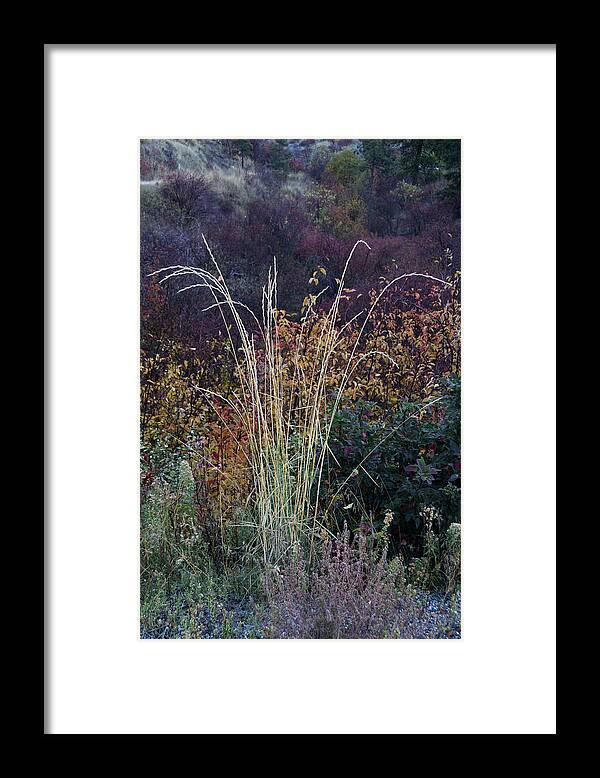 Weed Framed Print featuring the photograph Along Dryden Road by Robert Woodward