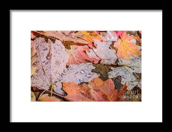 Maple Leaves Framed Print featuring the photograph Along the Creek by Tamara Becker
