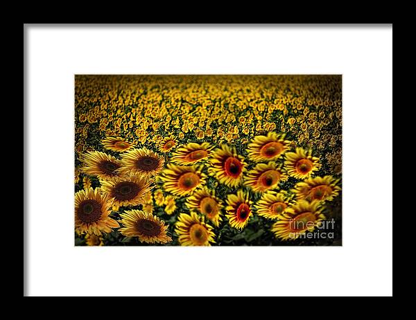 Trees Framed Print featuring the digital art Along with the wind by Angelika Drake