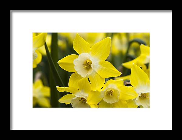 Daffodil Framed Print featuring the photograph Alpha Daffodil by Dan Hefle