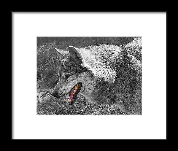 Grey Wolf Framed Print featuring the photograph Alpha Male Wolf - You Look Tasty 2 by Gill Billington