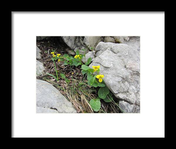 Flower Framed Print featuring the photograph Alpine Beauty 1 by Pema Hou