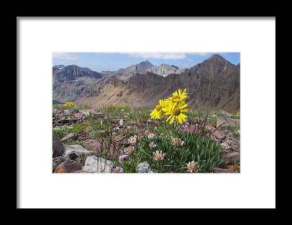Colorado Framed Print featuring the photograph Alpine Flowers by Aaron Spong