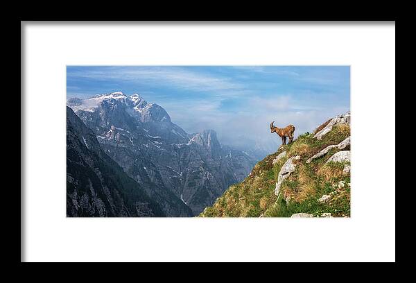 Alpine Framed Print featuring the photograph Alpine Ibex In The Mountains by Ales Krivec