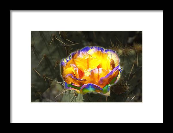 Prickly Pear Framed Print featuring the photograph Altered Yellow Prickly Pear Flower by Richard Henne