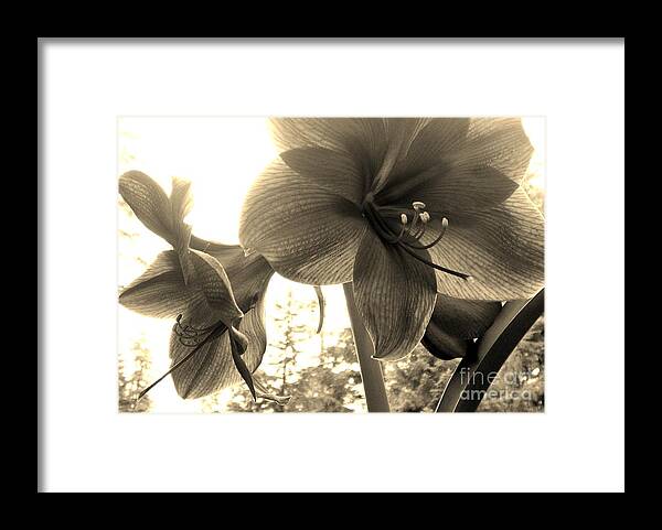 Flowers Framed Print featuring the photograph Amaryllis in Bloom by Laura Wong-Rose