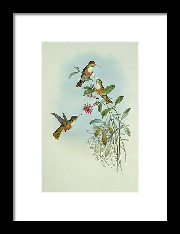 1800s Framed Print featuring the photograph Amazilia Hummingbirds by Natural History Museum, London/science Photo Library