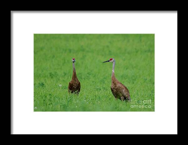 Field Framed Print featuring the photograph Amazing Cranes by Cheryl Baxter