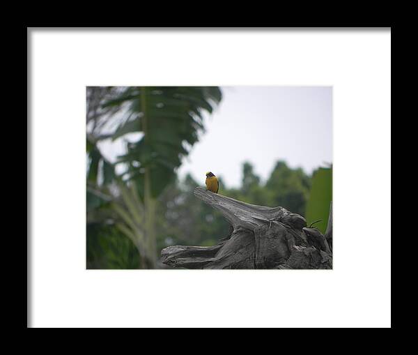 Amazon Framed Print featuring the photograph Amazon Bird 1 by R Alexander Calahan