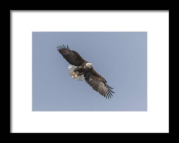 American Bald Eagle Framed Print featuring the photograph American Bald Eagle 2015-14 by Thomas Young