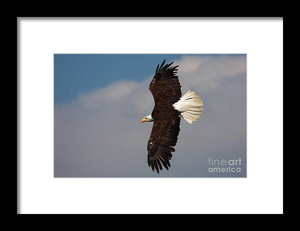 Alaska Framed Print featuring the photograph American Bald Eagle in flight by Nick Biemans