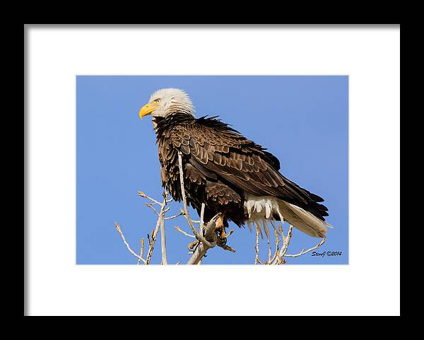 American Bald Eagle Framed Print featuring the photograph American Bald Eagle Standing Proud by Stephen Johnson