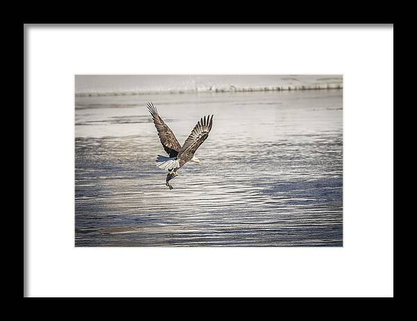 American Bald Eagle Framed Print featuring the photograph American Bald Eagle With A Fish 4 by Thomas Young