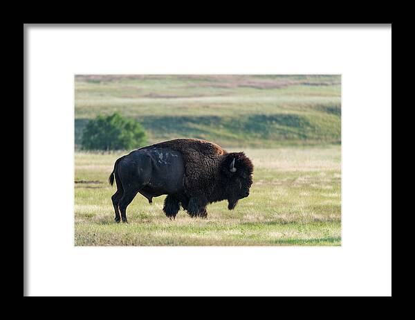 Grass Framed Print featuring the photograph American Bison Buffalo, Wind Cave by Mark Newman