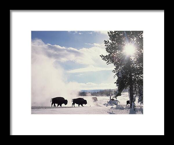 Mp Framed Print featuring the photograph American Bison In Winter by Tim Fitzharris