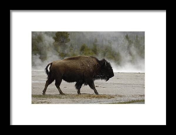 Feb0514 Framed Print featuring the photograph American Bison Near Hot Springs by Pete Oxford