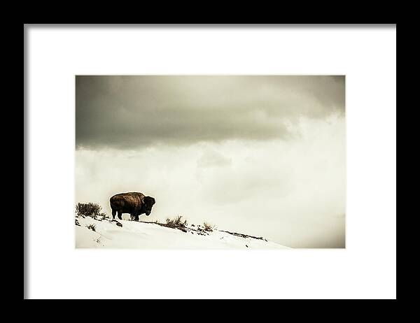 American Bison Framed Print featuring the photograph American Bison On The Top Of A Snowy by Tim Martin