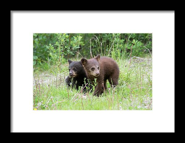American Black Bear Framed Print featuring the photograph American Black Bear Cubs by Dr P. Marazzi