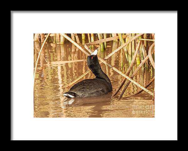 Al Andersen Framed Print featuring the photograph American Coot Looking Up by Al Andersen