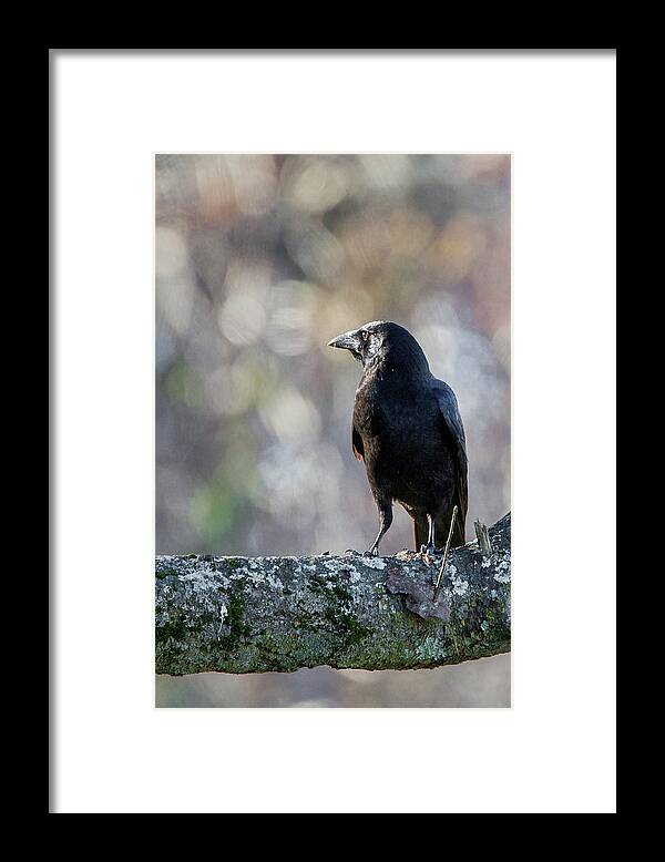 Crow Framed Print featuring the photograph American Crow by Bill Wakeley
