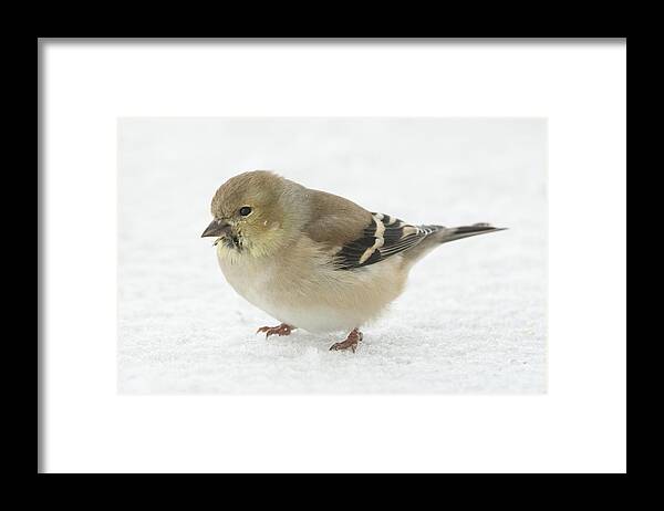 Jan Holden Framed Print featuring the photograph American Goldfinch in the Snow by Holden The Moment
