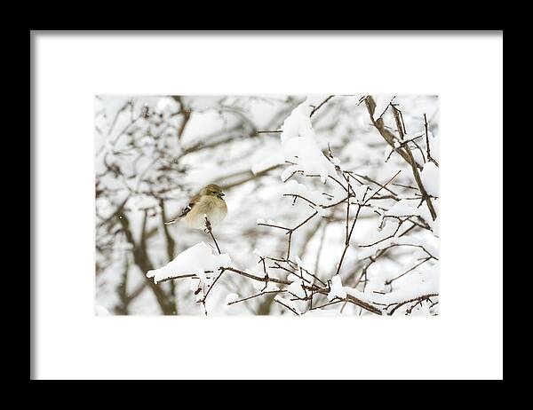Jan Holden Framed Print featuring the photograph American Goldfinch by Holden The Moment