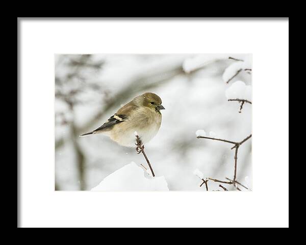 Jan Holden Framed Print featuring the photograph American Goldfinch Up Close by Holden The Moment