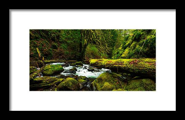 Northwest Framed Print featuring the photograph American Jungle by Chad Dutson