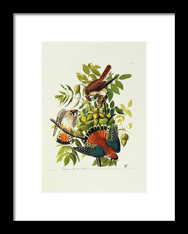Illustration Framed Print featuring the photograph American Kestrels by Natural History Museum, London/science Photo Library