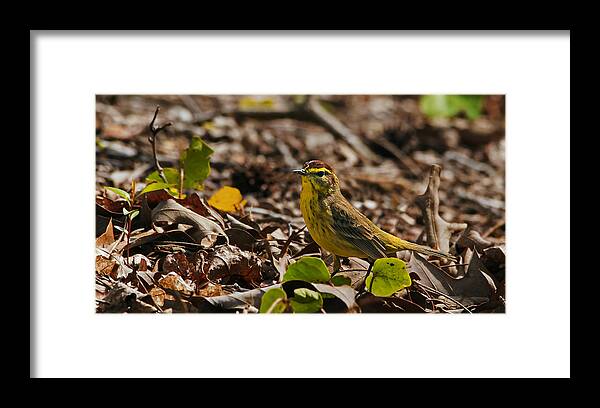 Nature Photography Framed Print featuring the photograph Palm Warbler by Michael Whitaker