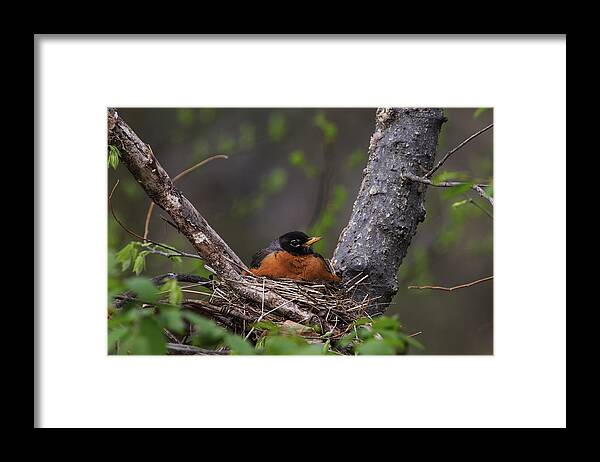 Point Pelee Framed Print featuring the photograph American Robin by Gary Hall