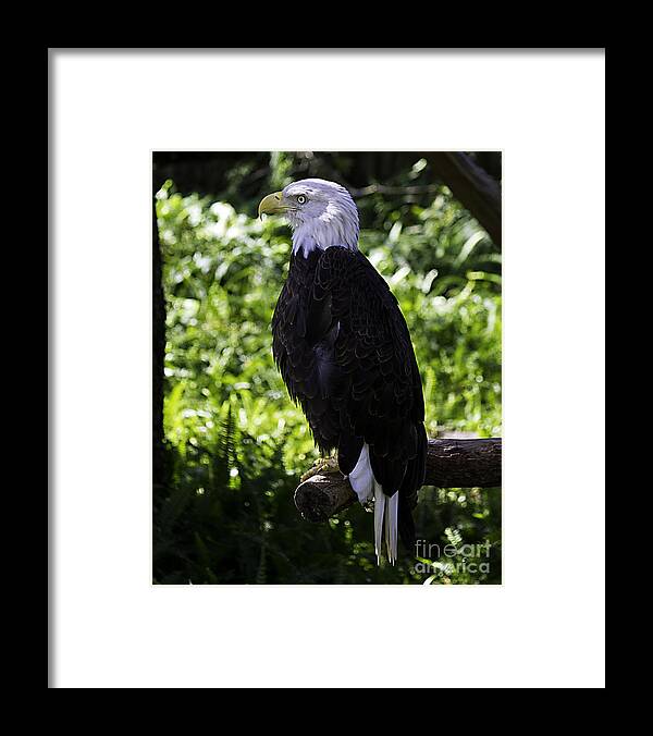 Eagle Framed Print featuring the photograph American Symbol two by Ken Frischkorn