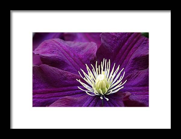 Clematis Framed Print featuring the photograph Amethyst Colored Clematis by Kay Novy