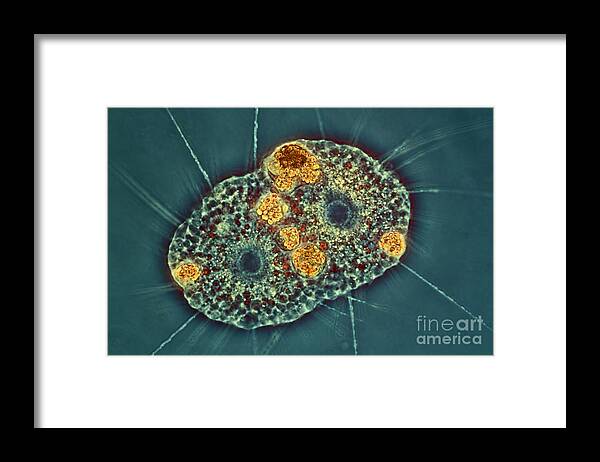 Ameba Framed Print featuring the photograph Amoeba Protozoa, Light Micrograph by Frank Fox