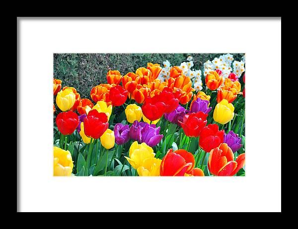 Amsterdam Framed Print featuring the photograph Amsterdam tulips. by Oscar Williams