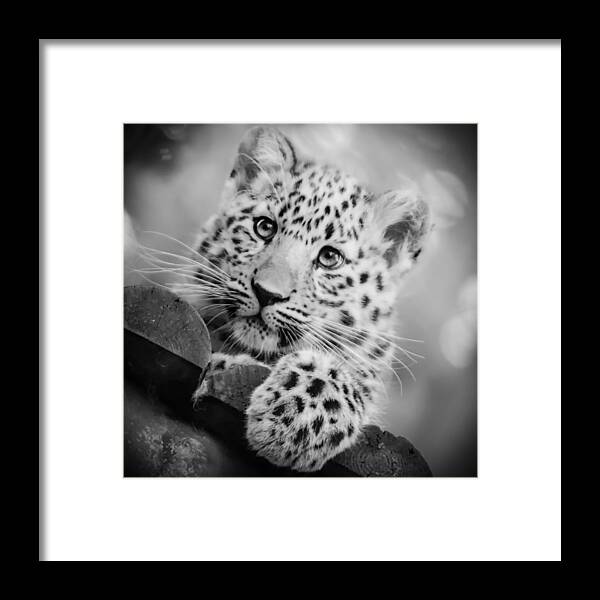 Amur Framed Print featuring the photograph Amur Leopard Cub Portrait by Chris Boulton