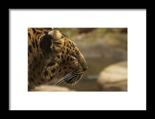 Africa Framed Print featuring the photograph Amur Leopard by Laddie Halupa