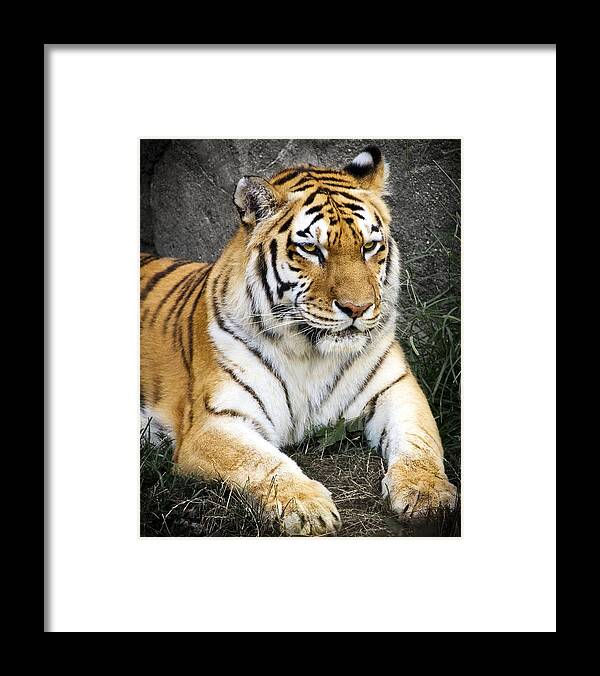 3scape Photos Framed Print featuring the photograph Amur Tiger by Adam Romanowicz
