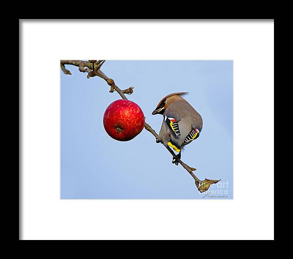 Waxwing Framed Print featuring the photograph An apple a day... by Torbjorn Swenelius