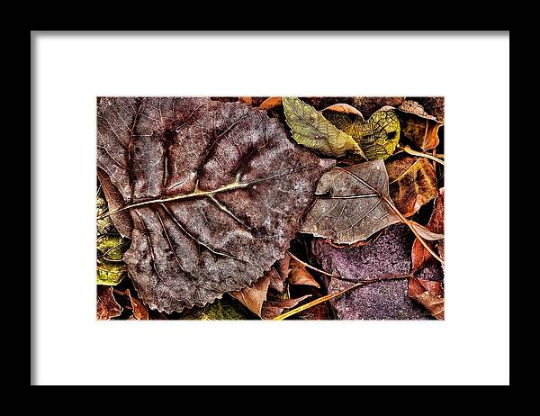 Nature Framed Print featuring the photograph An Autumn Gone By by Steve Sullivan