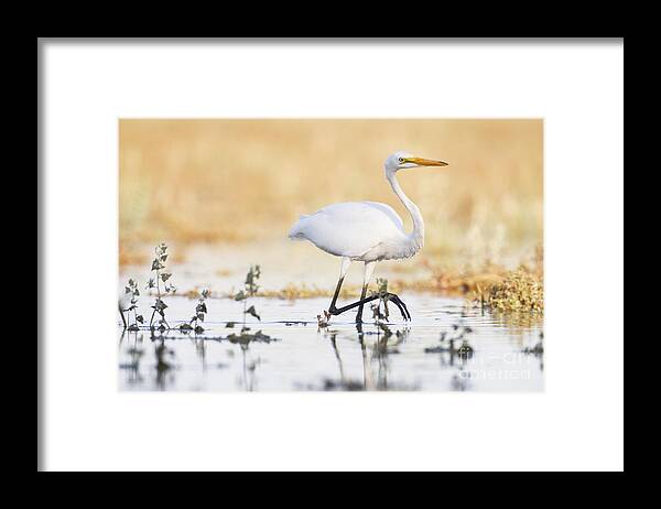 Egret Framed Print featuring the photograph An Egret at Sunset by Ruth Jolly